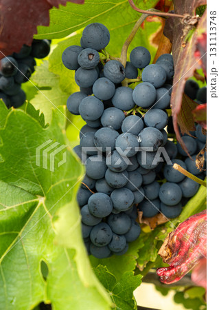 Natural Macro Shot of Grapes on a Vineyard Plant 131113748