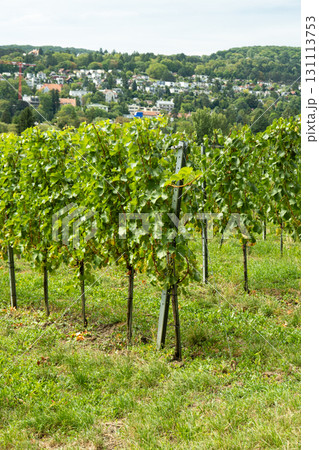Vineyard Rows on Hills in Vienna Region Vineyard Rows on Hills in Vienna Region 131113753