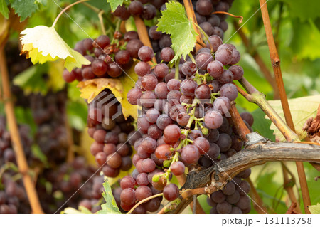 Natural Macro Shot of Grapes on a Vineyard Plant 131113758