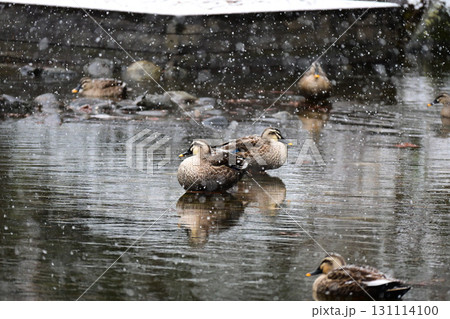 雪の中央公園昭和大池でくつろぐカルガモたち 雪の中央公園昭和大池でくつろぐカルガモたち 131114100