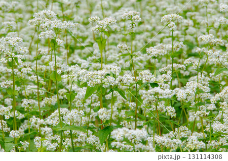 白いそばの花畑4 131114308