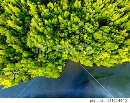 Top view mangrove forest with harbor in countryside Top view mangrove forest with harbor in countryside 131114440