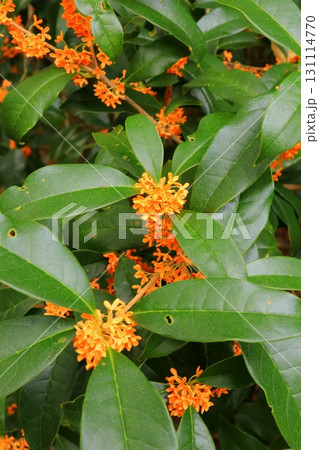 満開のキンモクセイの花 131114770