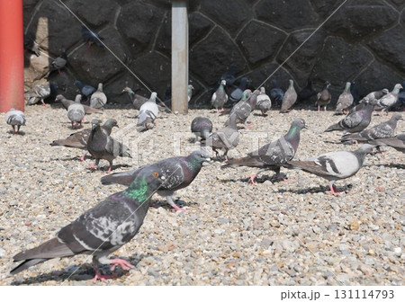 鳥 動物 動物学 131114793