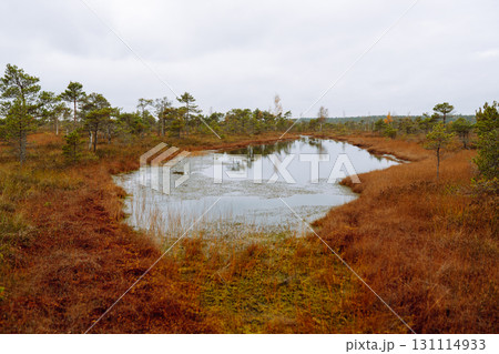 Wooden trail for walking routes through the swamp. Tourism concept, hiking trail, nature. 131114933