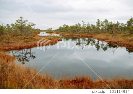 Wooden trail for walking routes through the swamp. Tourism concept, hiking trail, nature. Wooden trail for walking routes through the swamp. Tourism concept, hiking trail, nature. 131114934