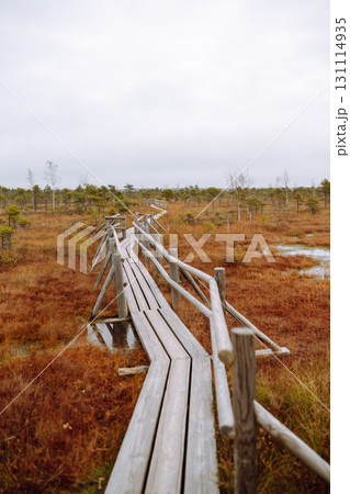 Wooden trail for walking routes through the swamp. Tourism concept, hiking trail, nature. Wooden trail for walking routes through the swamp. Tourism concept, hiking trail, nature. 131114935
