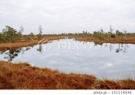 Wooden trail for walking routes through the swamp. Tourism concept, hiking trail, nature. Wooden trail for walking routes through the swamp. Tourism concept, hiking trail, nature. 131114936