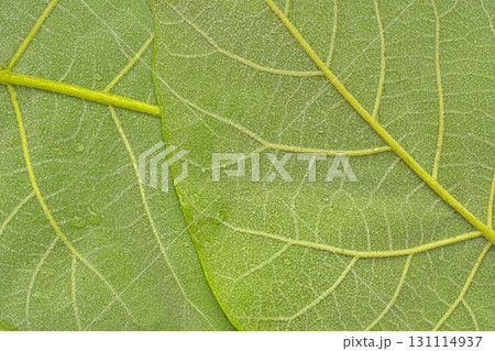Texture of dark green leaves. Detail of the underside of green leaves. Macro image, close-up. Concept of a green textured background. 131114937