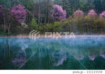 【中牧湖】蒸気霧とヤマザクラ【聖高原】 131115539