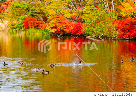 【長野県】雲場池の紅葉　湖面に映り込む秋 131115545
