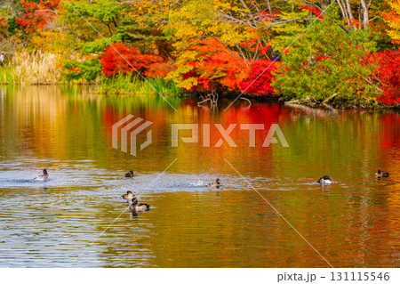 【長野県】雲場池の紅葉　湖面に映り込む秋 131115546