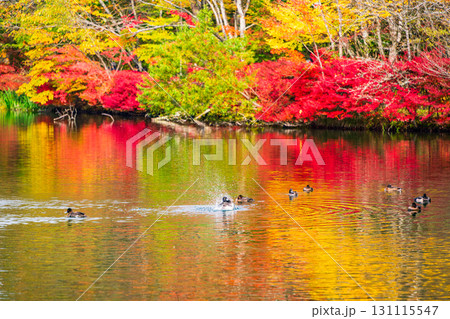 【長野県】雲場池の紅葉　湖面に映り込む秋 131115547