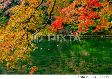 【長野県】雲場池の紅葉　湖面に映り込む秋 131115549