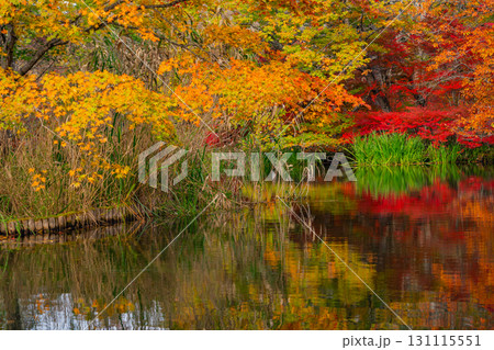 【長野県】雲場池の紅葉　湖面に映り込む秋 131115551