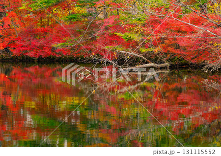 【長野県】雲場池の紅葉　湖面に映り込む秋 131115552