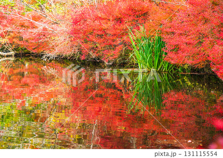 【長野県】雲場池の紅葉　湖面に映り込む秋 131115554