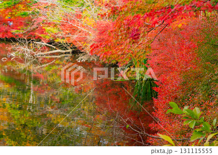 【長野県】雲場池の紅葉　湖面に映り込む秋 131115555