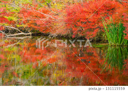 【長野県】雲場池の紅葉　湖面に映り込む秋 131115559