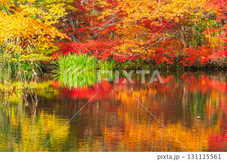 【長野県】雲場池の紅葉 湖面に映り込む秋 【長野県】雲場池の紅葉 湖面に映り込む秋 131115561