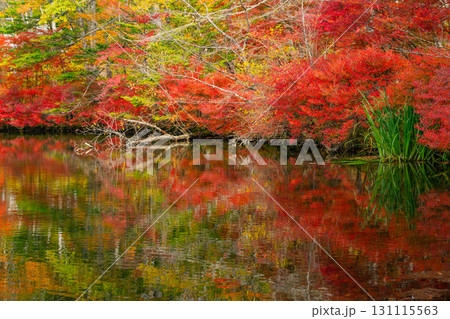 【長野県】雲場池の紅葉　湖面に映り込む秋 131115563