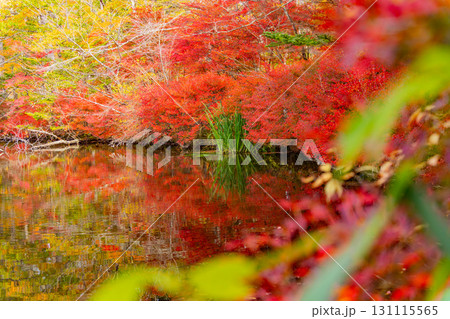 【長野県】雲場池の紅葉 湖面に映り込む秋 【長野県】雲場池の紅葉 湖面に映り込む秋 131115565