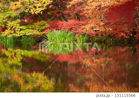 【長野県】雲場池の紅葉　湖面に映り込む秋 131115566