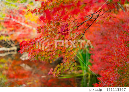 【長野県】雲場池の紅葉 湖面に映り込む秋 【長野県】雲場池の紅葉 湖面に映り込む秋 131115567