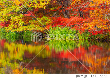 【長野県】雲場池の紅葉　湖面に映り込む秋 131115568