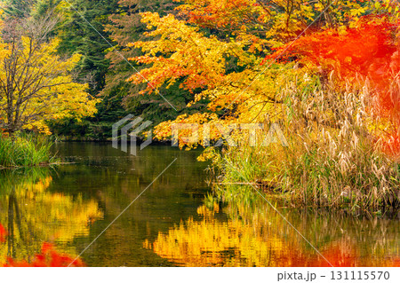 【長野県】雲場池の紅葉　湖面に映り込む秋 131115570