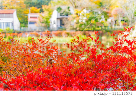 【長野県】雲場池の紅葉　湖面に映り込む秋 131115573