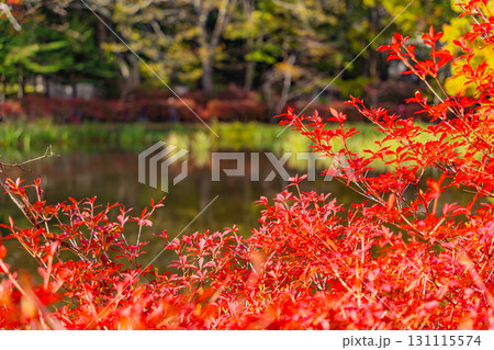 【長野県】雲場池の紅葉　湖面に映り込む秋 131115574