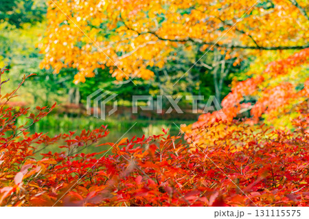 【長野県】雲場池の紅葉 湖面に映り込む秋 【長野県】雲場池の紅葉 湖面に映り込む秋 131115575