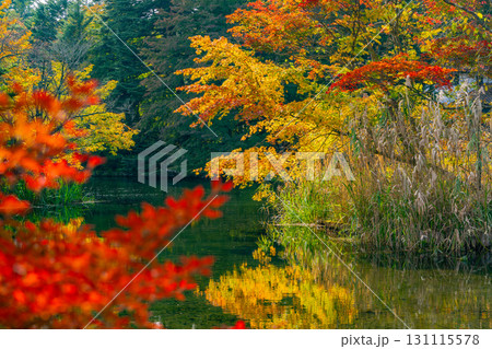 【長野県】雲場池の紅葉 湖面に映り込む秋 【長野県】雲場池の紅葉 湖面に映り込む秋 131115578