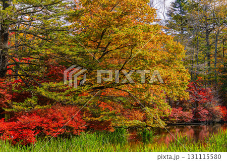 【長野県】雲場池の紅葉　湖面に映り込む秋 131115580