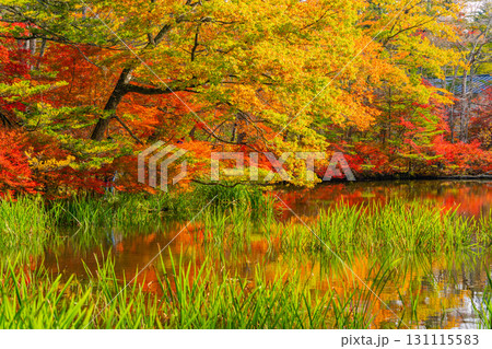 【長野県】雲場池の紅葉 湖面に映り込む秋 【長野県】雲場池の紅葉 湖面に映り込む秋 131115583