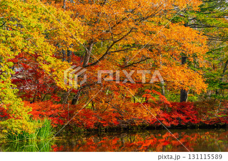 【長野県】雲場池の紅葉　湖面に映り込む秋 131115589