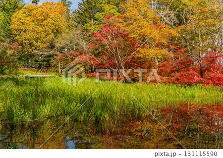 【長野県】雲場池の紅葉　湖面に映り込む秋 131115590