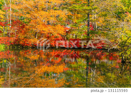 【長野県】雲場池の紅葉 湖面に映り込む秋 【長野県】雲場池の紅葉 湖面に映り込む秋 131115593