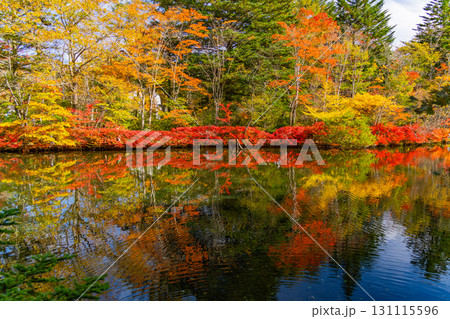 【長野県】雲場池の紅葉　湖面に映り込む秋 131115596