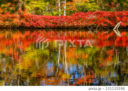 【長野県】雲場池の紅葉　湖面に映り込む秋 131115598
