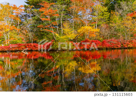 【長野県】雲場池の紅葉 湖面に映り込む秋 【長野県】雲場池の紅葉 湖面に映り込む秋 131115603
