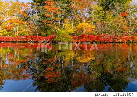 【長野県】雲場池の紅葉 湖面に映り込む秋 【長野県】雲場池の紅葉 湖面に映り込む秋 131115604