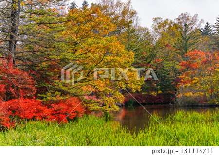 【長野県】雲場池の紅葉　湖面に映り込む秋 131115711