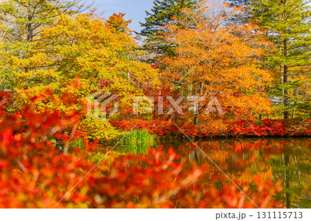 【長野県】雲場池の紅葉　湖面に映り込む秋 131115713