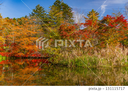 【長野県】雲場池の紅葉 湖面に映り込む秋 【長野県】雲場池の紅葉 湖面に映り込む秋 131115717