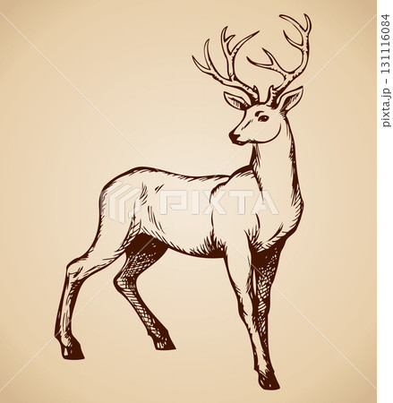 Young deer antlered. Vector drawing 131116084