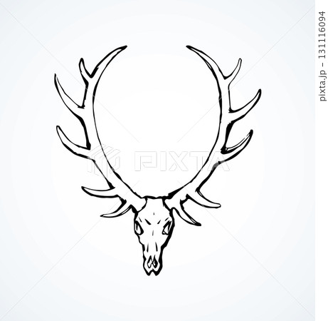 Skull of deer. Vector drawing 131116094