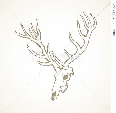 Skull of deer. Vector drawing Skull of deer. Vector drawing 131116097