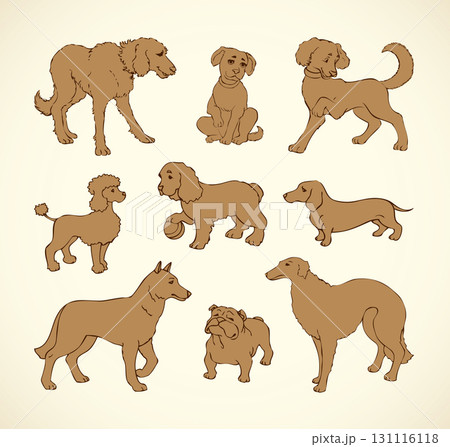 Vector outline drawing. Purebred dogs and mongrels 131116118